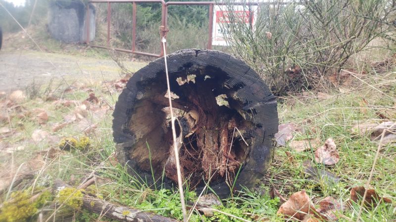 insect damaged pole on its side